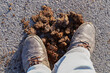 Horse dung excrement on the road. Step foot in excrement