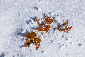 Wall Mural - First snow on autumn leaves on a sunny day.