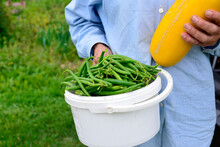 A Woman Wearing A Blue Shirt Holds A White Plastic Bucket Filled With Long Green Beans And A Large Yellow Zucchini In A Field On A Farm. The Healthy Produce Is Freshly Harvested From A Organic Garden 