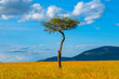© Kyrenian - Acacia tress in the Masai Mara, Kenya. Two trees in the foreground frame trees on the horizon.
