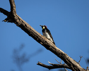 woodpecker on a tree branch