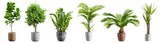 Beautiful plants in ceramic pots isolated on transparent background. 3D rendering.