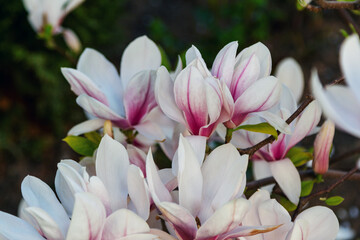 Close up beautiful white and pink magnolia flowers – blooming bush growing in a garden