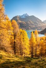 Tall Yellow Larch Trees Along Lake Sils In Engadin Valley, Switzerland In October