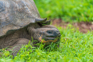 Wall Mural - Galapagos giant tortoise