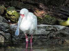 A Captive White African Spoonbill In Tampa, Florida