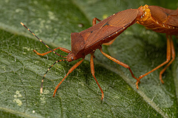 Poster - Adult Squash Bugs