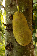 Canvas Print - cultivated Jackfruit Tree