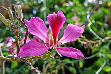 Pink orchid tree flower (Bauhinia variegata), Rio