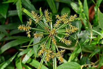 Wall Mural - Umbrella papyrus or umbrella sedge flowers (Cyperus alternifolius)