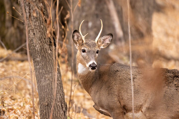 Spike, the Aspiring Stag

Young, two point antlered buck in late fall.  Warm, autumn forest, with leaves on the ground.  Two white slender antlers on a Whitetail Deer