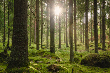 Beautiful forest scenery with sun shining trough the trees