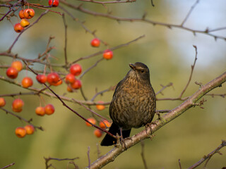 Wall Mural - Blackbird, Turdus merula