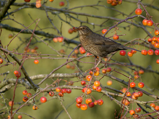 Poster - Blackbird, Turdus merula