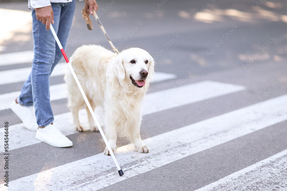Guide dog with senior blind man crossing road in city