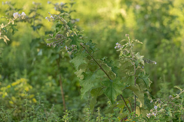 Sticker - flowering plant commonly known as jurubeba