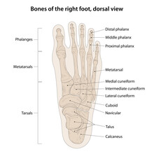 Bones Of The Right Foot, Dorsal View