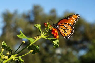 Wall Mural - Beautiful orange Monarch butterfly on plant outdoors