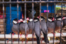 Java Sparrow. Birds In Cages For Sale At The Splendid Animal Market In Malang.