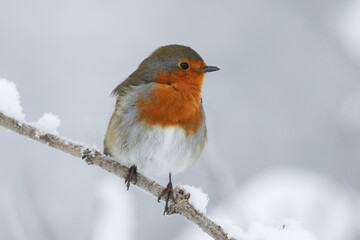 Wall Mural - a robin, erithacus rubecula, perching on a branch of a tree covered in snow in winter.