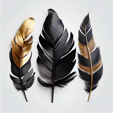 Three Feathers Of Different Colors Are Shown On A White Background.