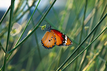 Butterfly On Grass