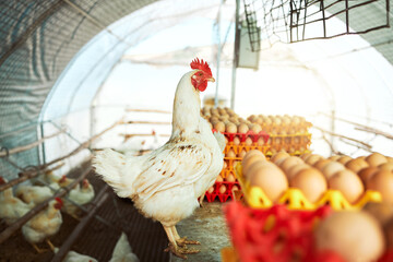 Wall Mural - Farm, chicken and eggs for sustainability, farming and production, organic and livestock trading. Agriculture, sustainable farming and hen house with bird, eggs and poultry, meat and protein industry