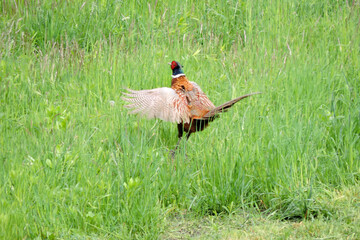 Wall Mural - The crowing wild ring-necked pheasant standing in the middle of the meadow and flapping its wings 