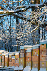 Poster - bee hives in winter - bee breeding (Apis mellifera) in beautiful winter sunny day