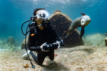 Wall Mural - young sea lion playing with a scuba diver in La Paz Baja California