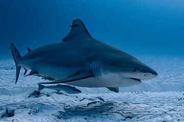 Canvas Print - bull shark encounter at Playa Del Carmen in Mexico