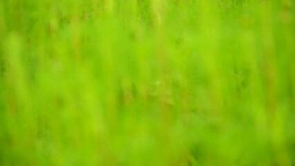 Wall Mural - Blurred grass  leaves in the field with sunlight, in the morning  Chiangmai  Thailand