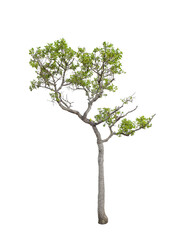 Wall Mural - The tree on a isolated white background,clipping paths