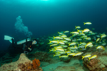 Canvas Print - school of Amarillo Snapper Lutjanus argentiventris, Cabo Pulmo, Baja California Sur, Mexico