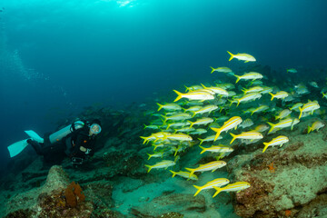 Canvas Print - school of Amarillo Snapper Lutjanus argentiventris, Cabo Pulmo, Baja California Sur, Mexico