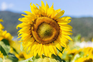 Wall Mural - close up of sunflower