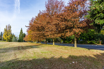 Wall Mural - Seatac Streetside Autumn Trees 7