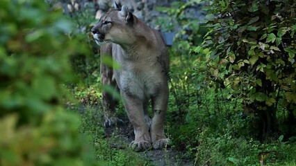 beautiful canadian cougar, puma concolor hunting in wildlife at canada forest in morning sun rays. 4