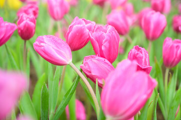 Wall Mural - Pink tulip flowers in the garden