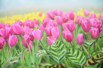 Wall Mural - Pink tulip flowers in the garden