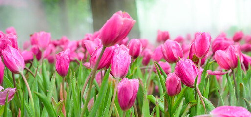 Wall Mural - Panorama of pink tulip flowers in the garden