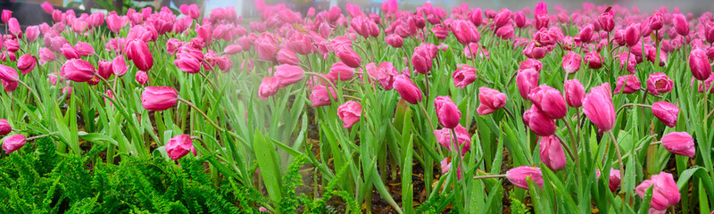 Wall Mural - Panorama of pink tulip flowers in the garden