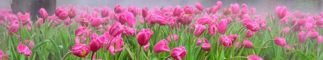 Canvas Print - Panorama of pink tulip flowers in the garden