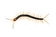 Centipede isolated on transparent background.	
