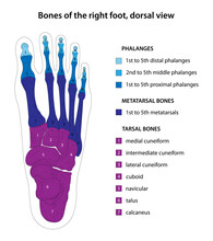 Bones Of The Right Foot, Dorsal View