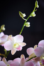 Lovely Pink White Orchid Flower