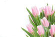 pink   tulips close up