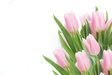 Pink   Tulips Close Up