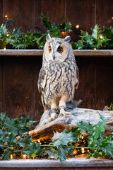 Poster - long eared owl 