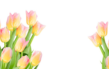 Poster - close up of yellow and pink tulips